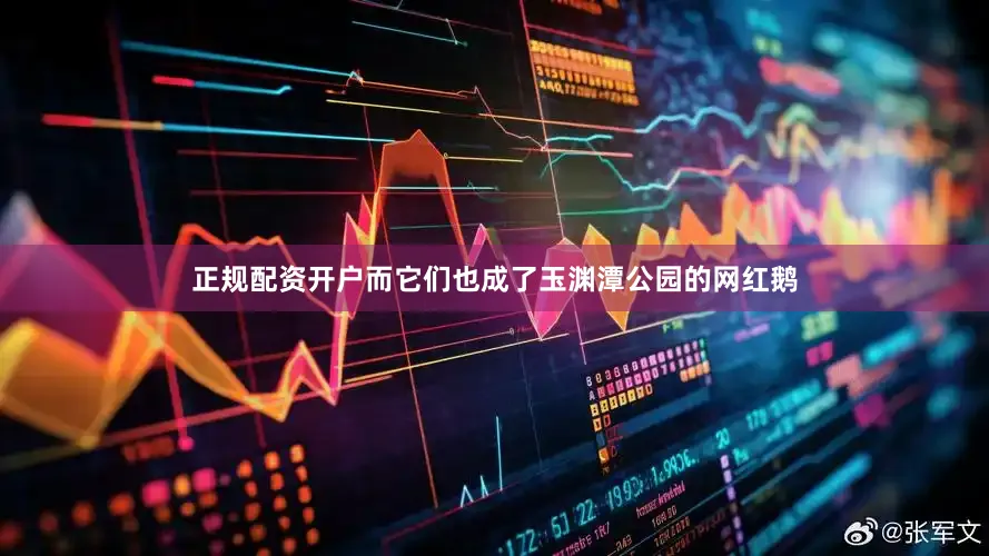正规配资开户而它们也成了玉渊潭公园的网红鹅